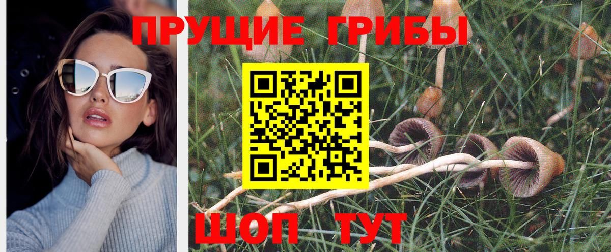 Псилоцибиновые грибы Psilocybine cubensis  Вход с VPN  Псилоцибиновые грибы Psilocybe  Елец 